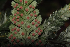 Parapolystichum munitum