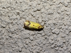 Agapeta zoegana