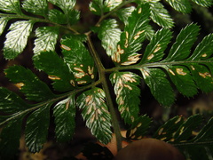 Parapolystichum munitum