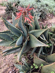Aloe distans