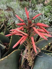 Aloe distans