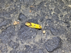 Agapeta zoegana