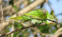 Merops persicus persicus