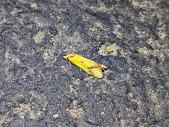 Agapeta zoegana