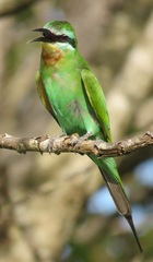 Merops persicus persicus