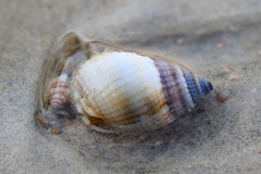 Nassarius albescens