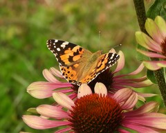 Vanessa cardui
