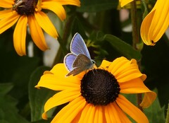 Polyommatus icarus