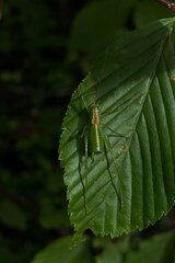 Tettigoniopsis forcipicercus