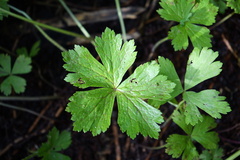 Anemonastrum baicalense