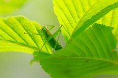 Tettigoniopsis forcipicercus