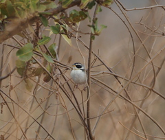 Coryphaspiza melanotis