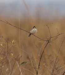 Coryphaspiza melanotis