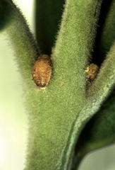 Eriococcus pohutukawa