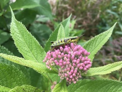 Booneacris glacialis