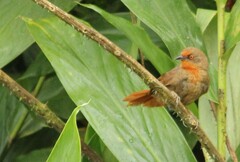 Phacellodomus erythrophthalmus
