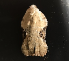 Acleris subnivana