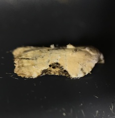 Acleris subnivana