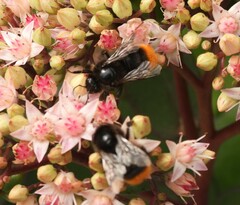 Bombus lapidarius