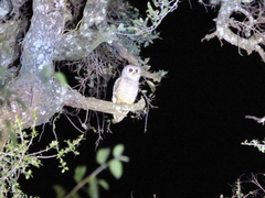 Strix chacoensis