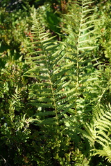 Oreopteris limbosperma