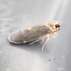 Synecdoche impunctata