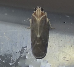 Synecdoche impunctata