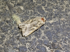 Spodoptera praefica