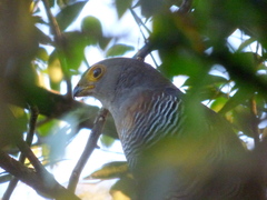 Micrastur ruficollis