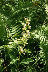 Solidago dahurica