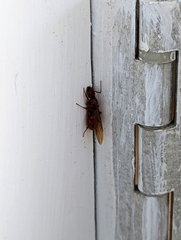 Camponotus hannani