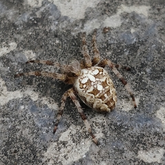 Araneus diadematus