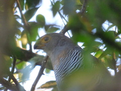 Micrastur ruficollis