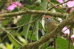 Hylophilus poicilotis