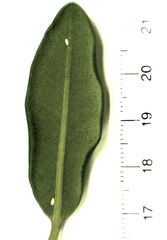 Eriococcus pohutukawa