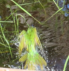 Merops persicus persicus