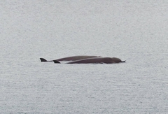 Hyperoodon ampullatus