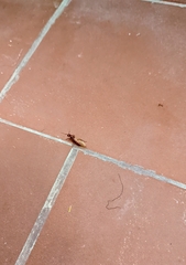 Camponotus hannani