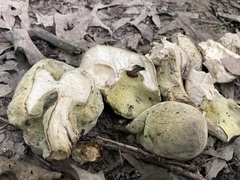 Hypomyces melanocarpus