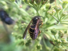 Dolichovespula norvegicoides
