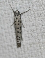 Yponomeuta internellus