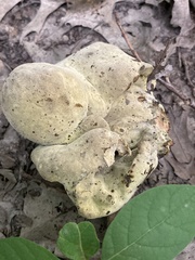 Hypomyces melanocarpus