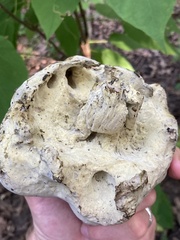 Hypomyces melanocarpus