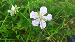 Geranium wlassovianum