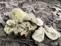 Hypomyces melanocarpus
