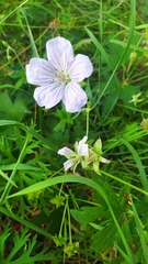 Geranium wlassovianum