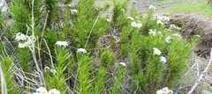 Heliotropium stenophyllum