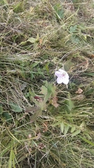 Geranium wlassovianum