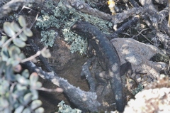 Sceloporus occidentalis becki