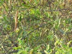 Pseudocolopteryx dinelliana